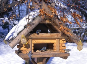 Vögel Im Winter Lernspaß Für Kinder