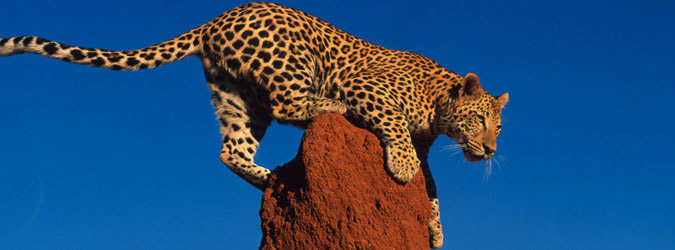 Leoparden Arten