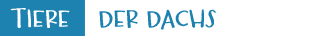 Der Dachs